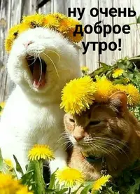 fbb6967b1009d61e6e31d7e8ad058e34.webp