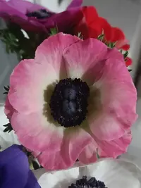 201520.webp