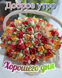 imgonline-com-ua-Resize-PFiz7Dy9SaTgz.webp