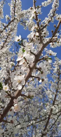 f74b5290-e2f9-4429-9162-6dd8a7652973.webp