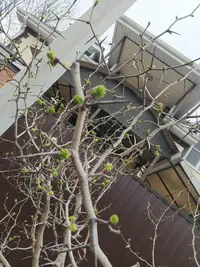 IMG_20250318_093847_995.webp