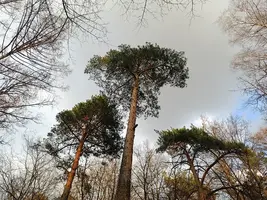 20250329173406.webp