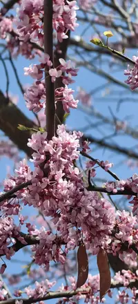 1745228659958.webp