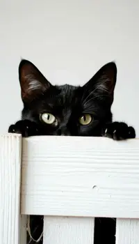 01093 Кисун .webp