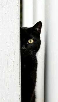 01094 Кисун .webp