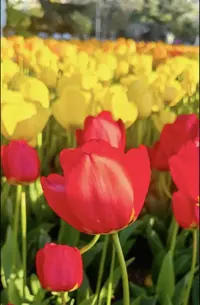 1745783344948.webp