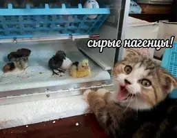 495094800_18272307763262720_1413847509578983227_n.webp