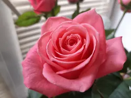 1000003267.webp