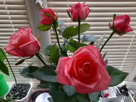 1000003266.webp