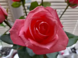 1000003265.webp