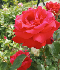 Screenshot_20250527-121425.webp