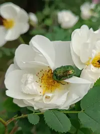 20250530101154.webp