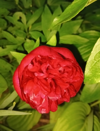 Screenshot_20250531-222100.webp