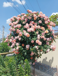 Screenshot_20250609-190820.webp