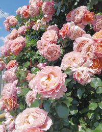 Screenshot_20250609-190827.webp