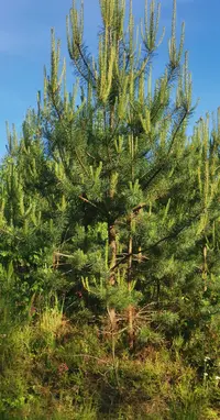 IMG_20250616_175400_edit_1044790932692138.webp
