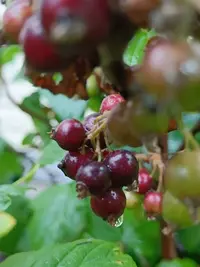 20250620135012.webp