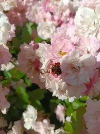 20250624085248.webp