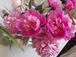 1000003432.webp