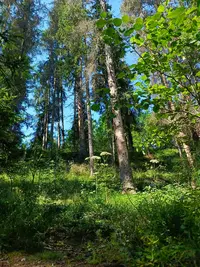 IMG_20250719_111654_617.webp