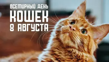 8ef1b78ef55.webp
