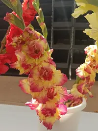20250815122321.webp