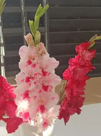 20250815122409.webp