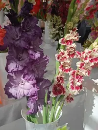 20250815122812.webp