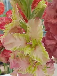 20250815123036.webp