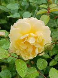 20250811124208.webp