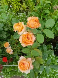 20250811124604.webp