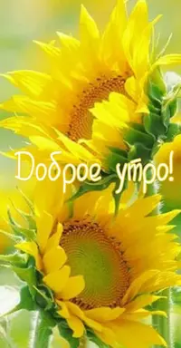 16d7b07b70df1adc69d443a42bf4d529.webp