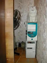 ADA.webp