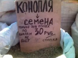 anek_2.webp