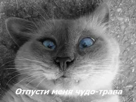 9934421.webp