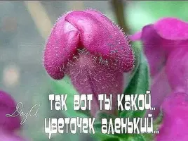 Аленький цветочек.webp Аленький цветочек.webp