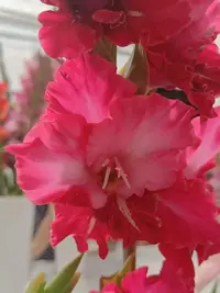 20250815123211.webp