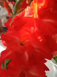 20250815123308.webp