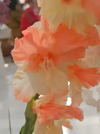 20250815123322.webp