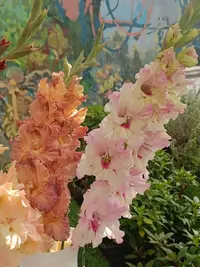 20250815123153.webp