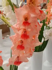 20250815123312.webp