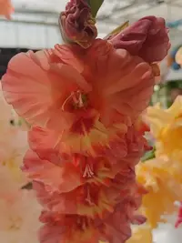 20250815123345.webp