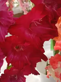 20250815123408.webp