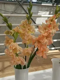 20250815123712.webp