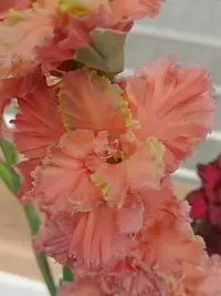 20250815123729.webp