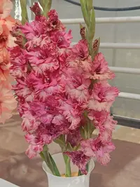 20250815123804.webp