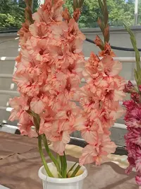 20250815123818.webp