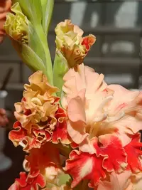 20250815124118.webp