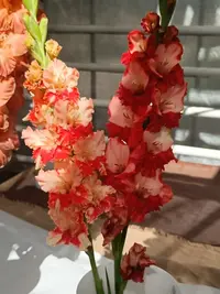 20250815124059.webp