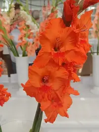 20250815124310.webp
